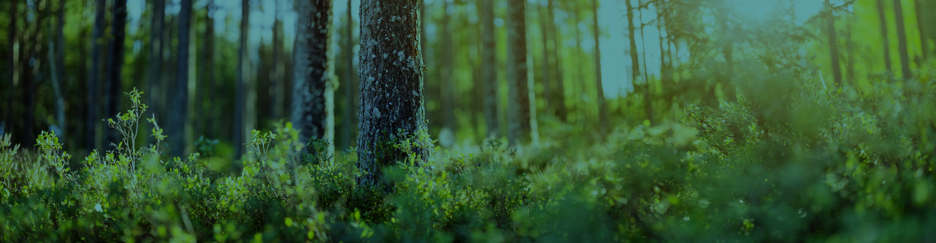 Page Banner